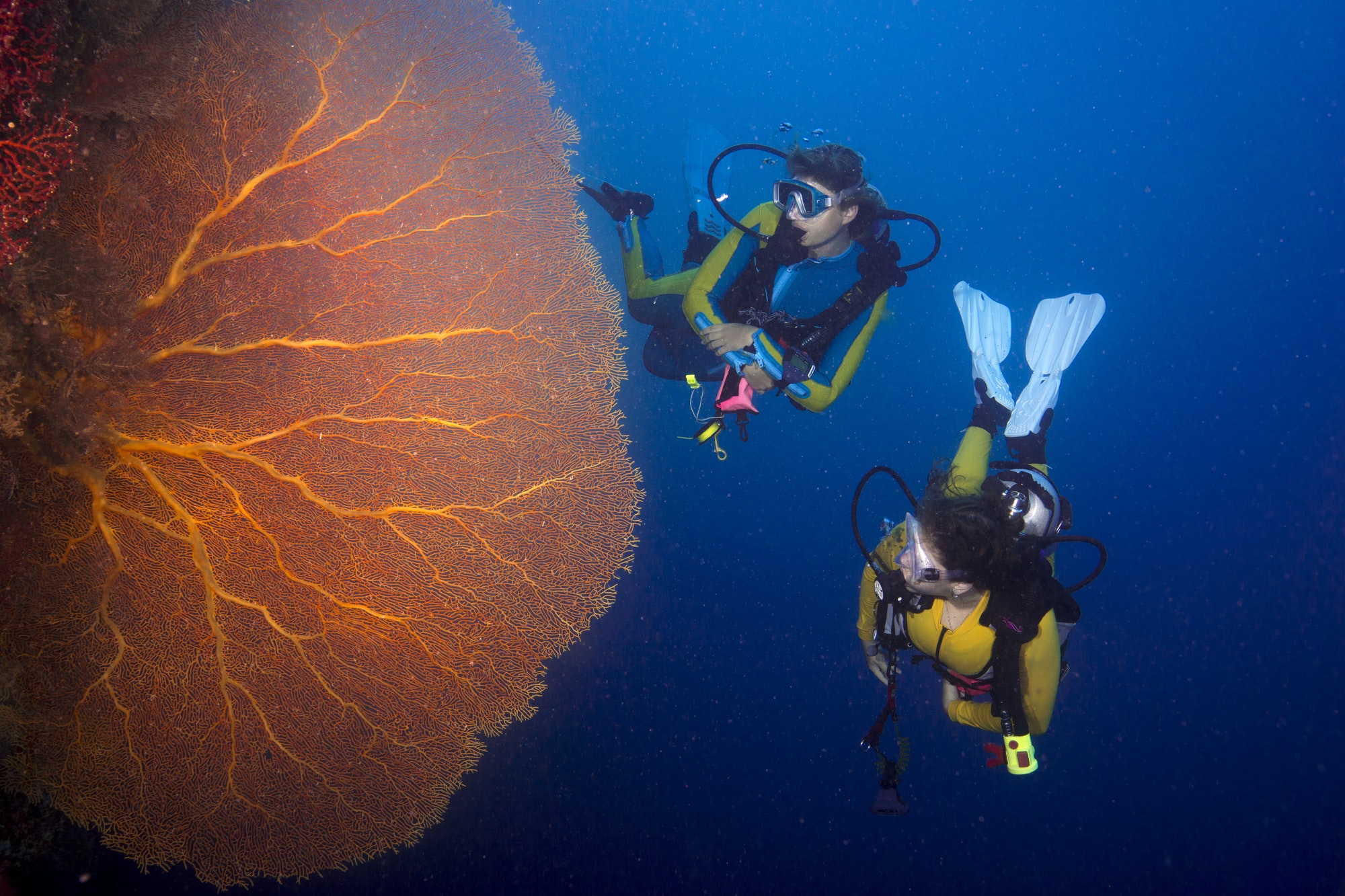 Pacific Ocean, Palau, scuba divers in coral reef with Giant Fan Coral